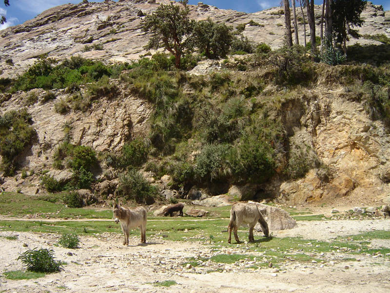 Bolivia, animali al pascolo