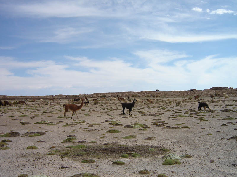 Bolivia, Alpaca al pascolo.