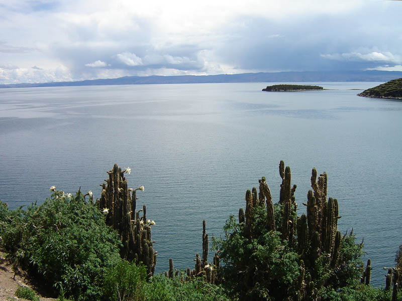 Bolivia, Cactus sul lago Titicaca.