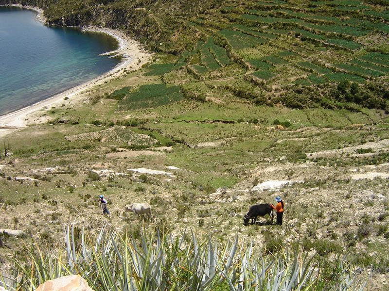 Bolivia, terrazzamenti agricoli sulle rive dell'Isla del Sol.