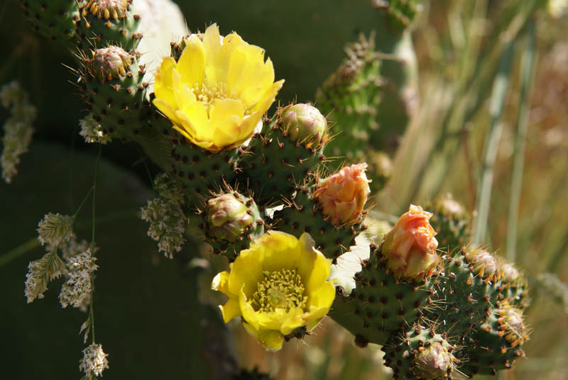 Ficodindia in fiore