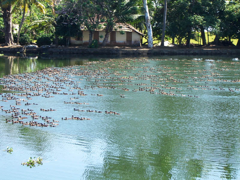 India, Kerala - Flotta di...Anatre.