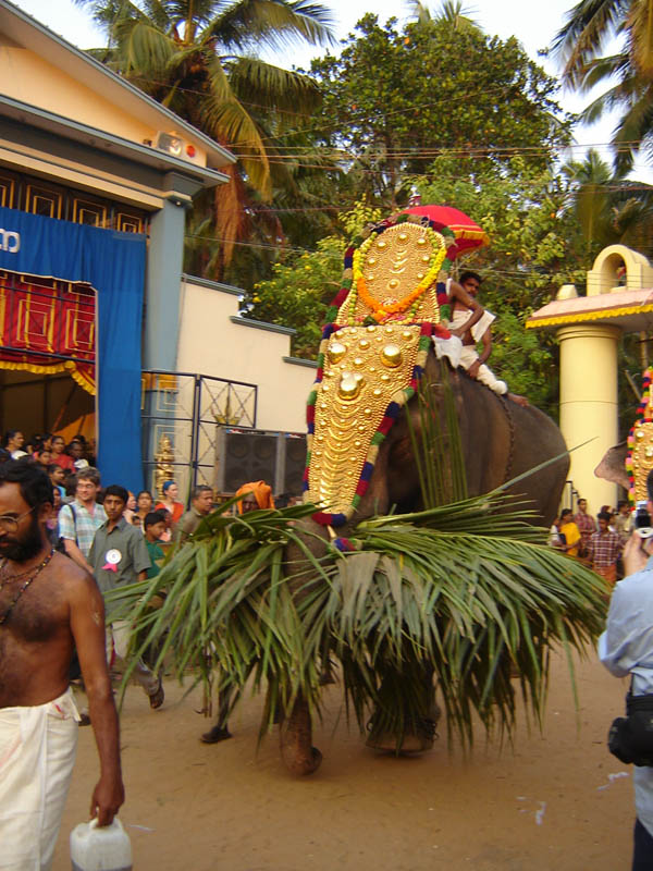 India, Elefanti alla Festa.