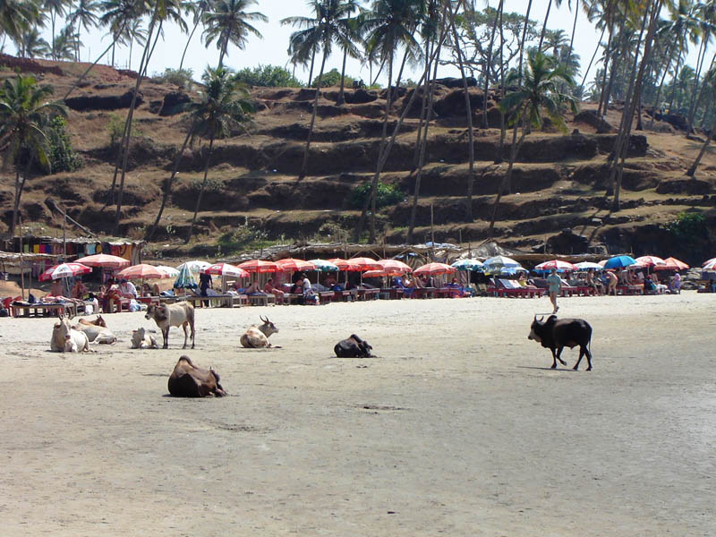 India, Goa - Spiaggia di Vagator.