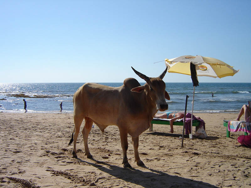 Goa, vitello...da spiaggia.