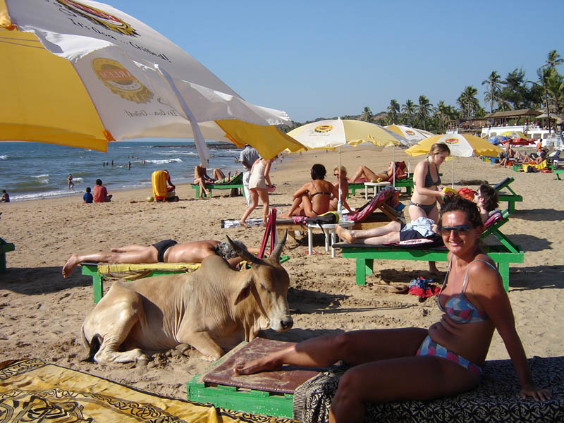 India, Goa - vitello da compagnia.