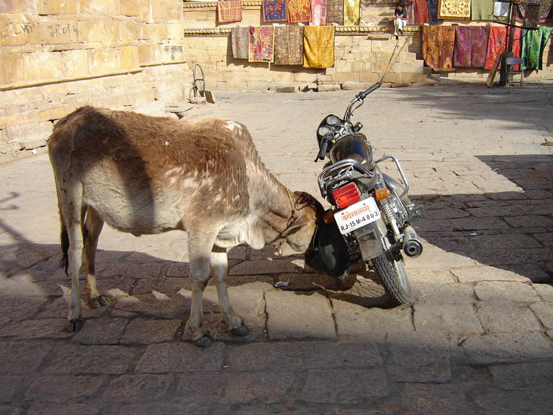 Jaisalmer, la mucca golosa.