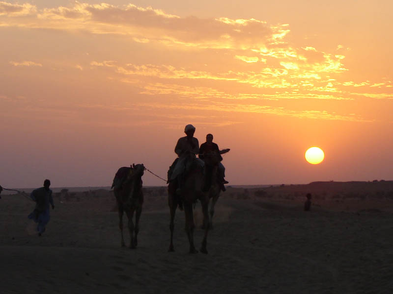 Deserto del Thar, Cammellieri al tramonto.