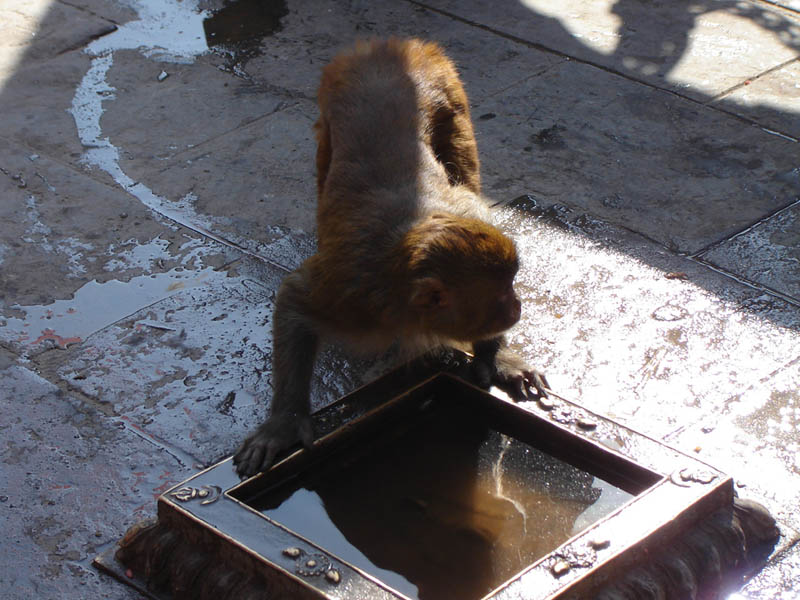 Nepal, Kathmandu, sete o Narciso?.