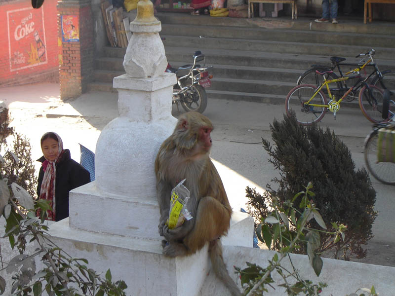 Nepal, Kathmandu, colazione....