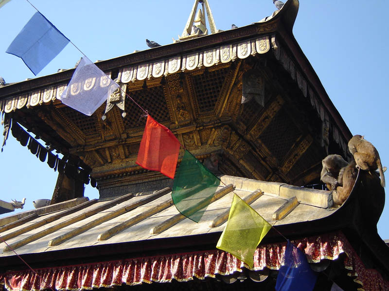 Nepal, Katmandu, scimmie sul tempio.