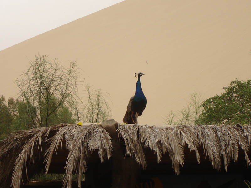 Oasi di Huacachina, il Pavone di casa