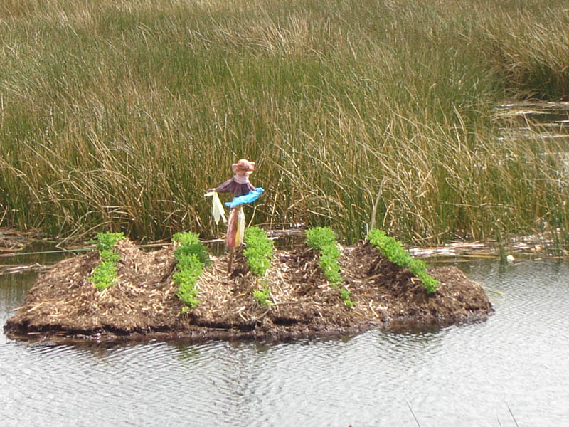 Lago Titicaca, orto galleggiante