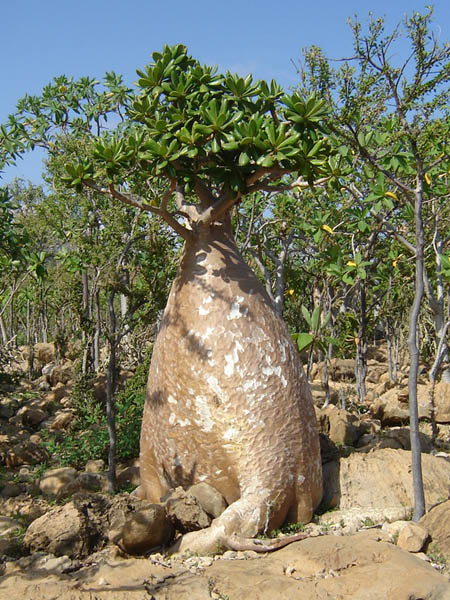 Socotra, l'albero bottiglia