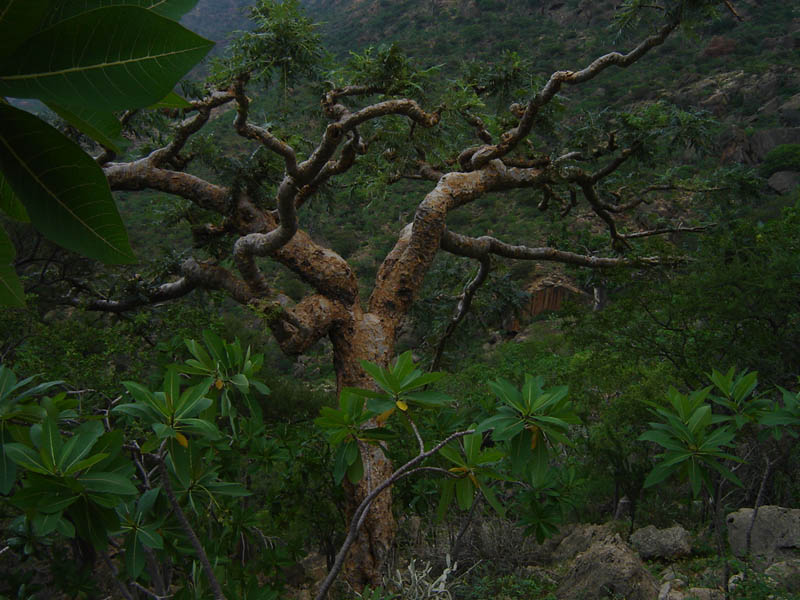 Socotra, albero dell'incenso