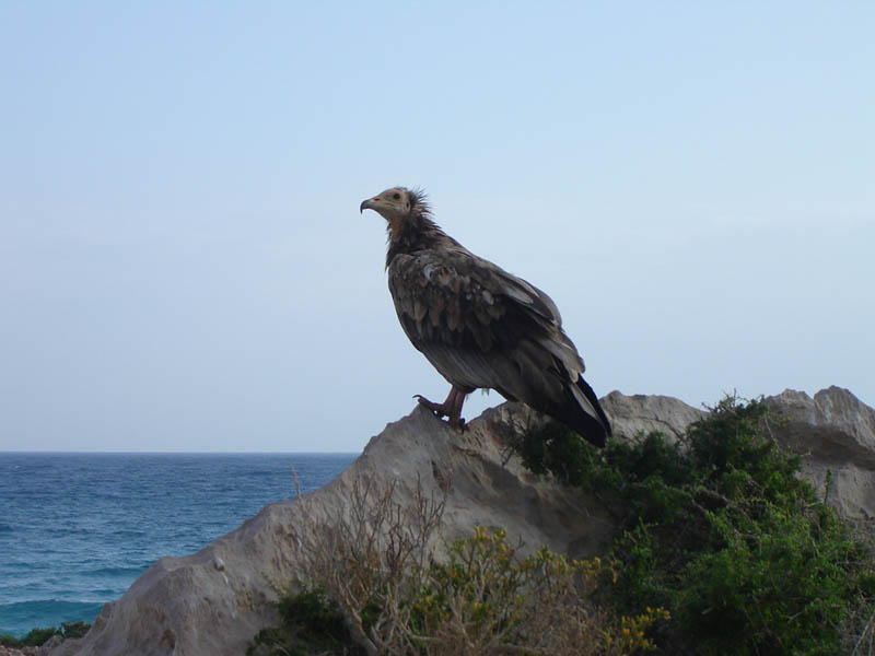 Socotra, l'avvoltoio egiziano