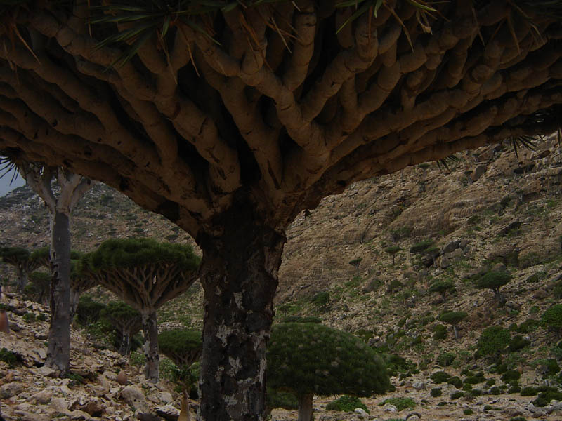 Socotra, l'albero Sangue di Drago