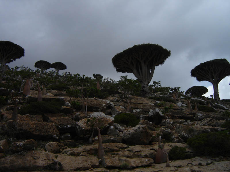 Socotra, Homhil