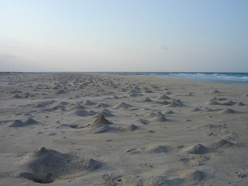 Socotra, le tane dei granchi sulla spiaggia