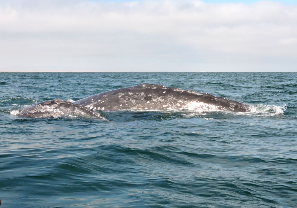 Baja California, 