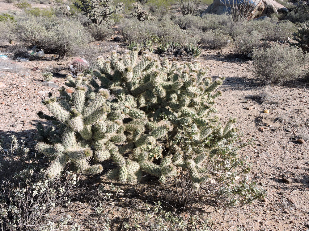 Baja California, 