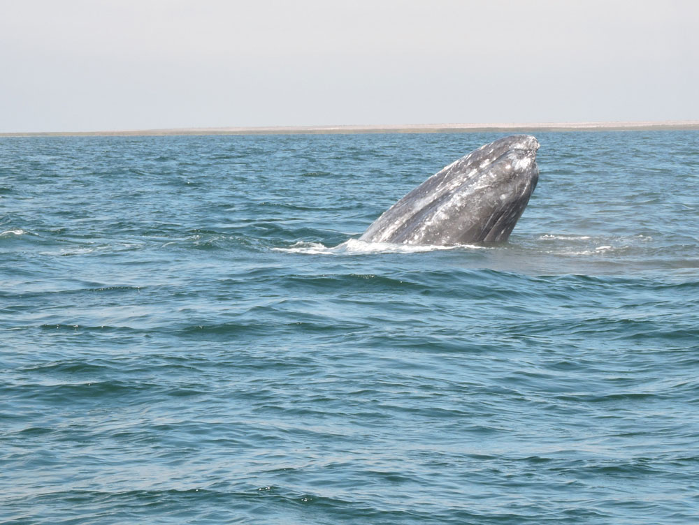Baja California, 