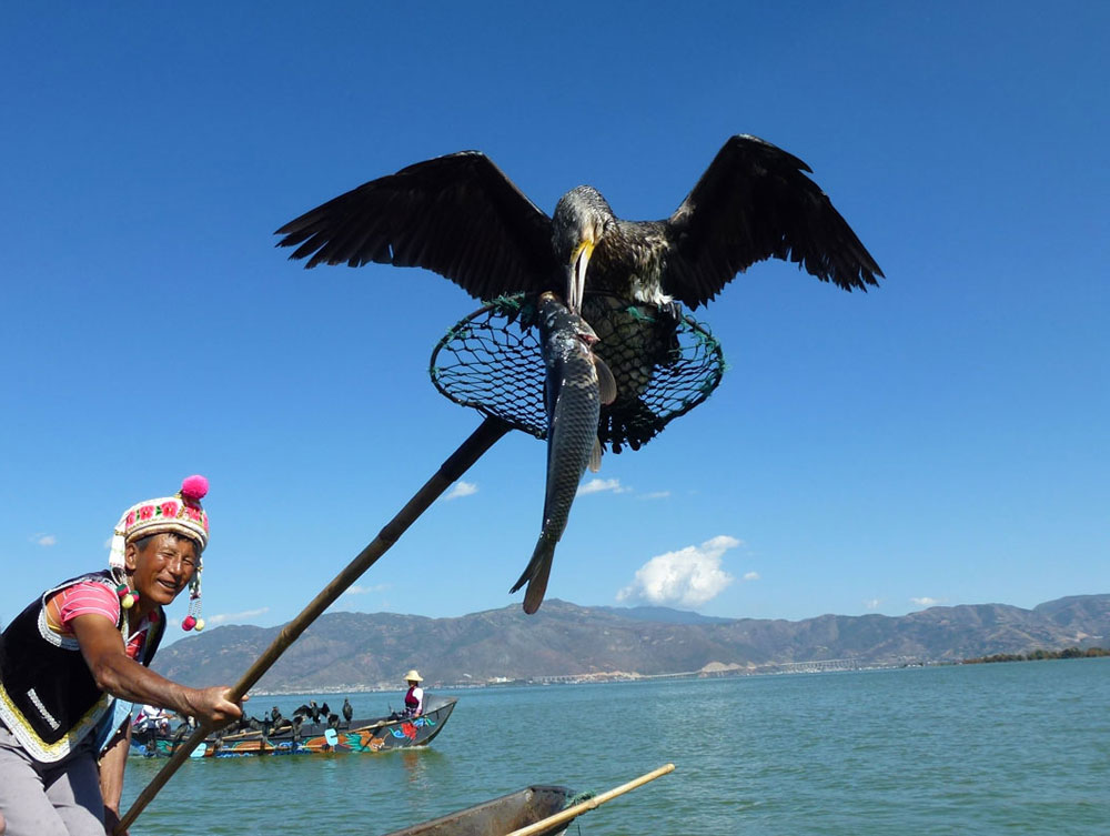 Yunnan, cormorani pescano sul lago Erhai