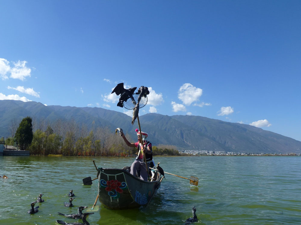 Yunnan, cormorani pescatori