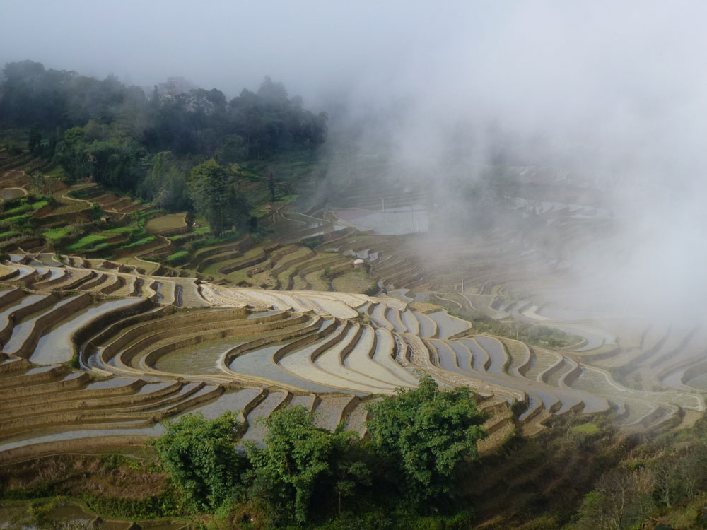 Yunnan, risaie 