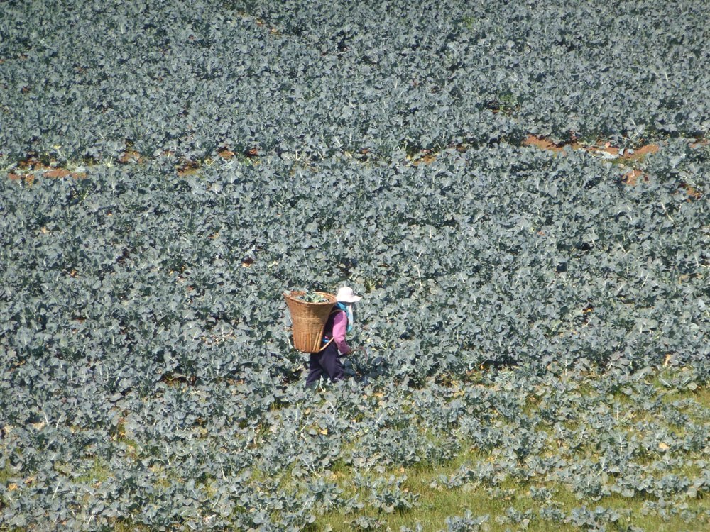 Yunnan, campi di broccoli 